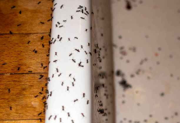 Best Exterminator Services  in Greenfield, IN