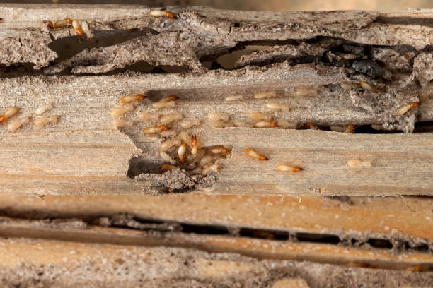 Best Exterminator Services  in Greenfield, IN